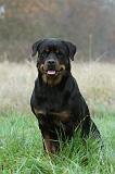 ROTTWEILER 417